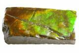 Iridescent Ammolite (Fossil Ammonite Shell) - Alberta, Canada #143658-1